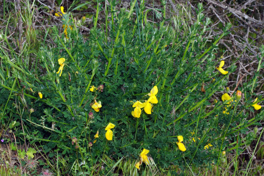 Cytisus scoparius